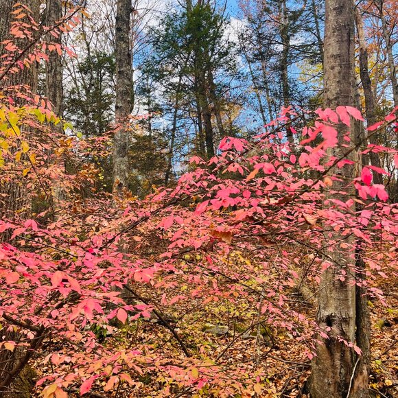 Meet your Posher, Jessica - Picture 2 of 3